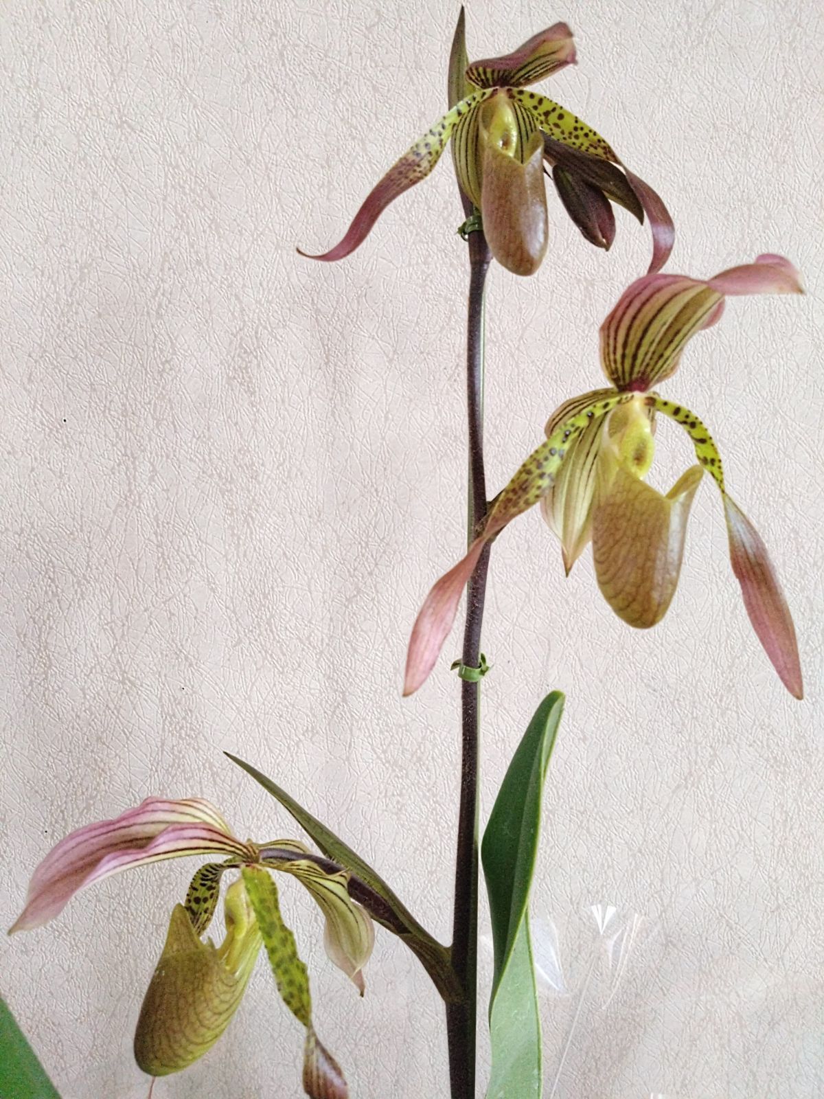 illy art collection NUDE 6客