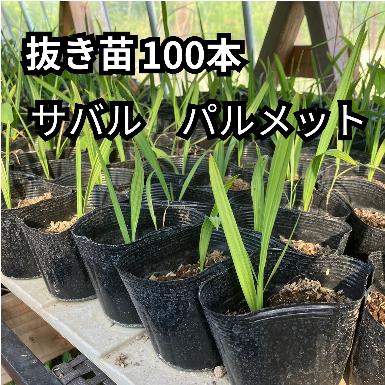 ジュンと木様専用【抜き苗】サバル パルメット sabal palmetto