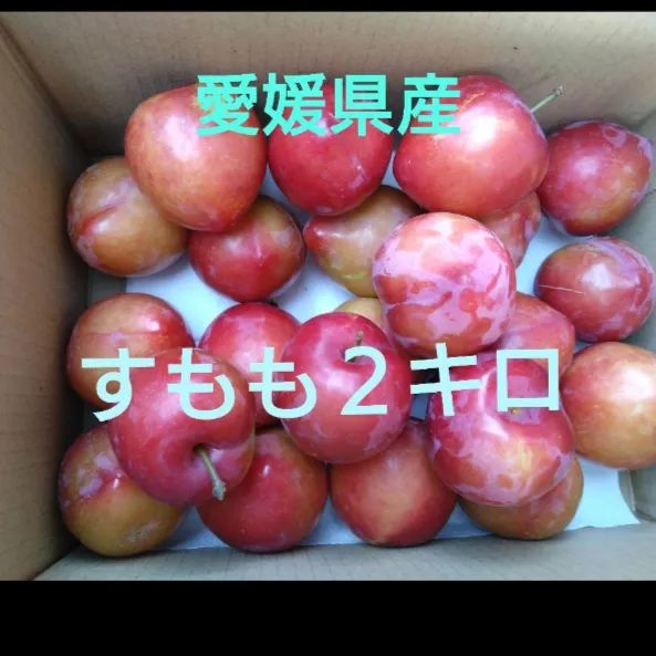 こちらでは購入できません【愛媛県産】すもも　大きめのもの２キロ こちらでは購入できません【愛媛県産】すもも 大きめのもの2