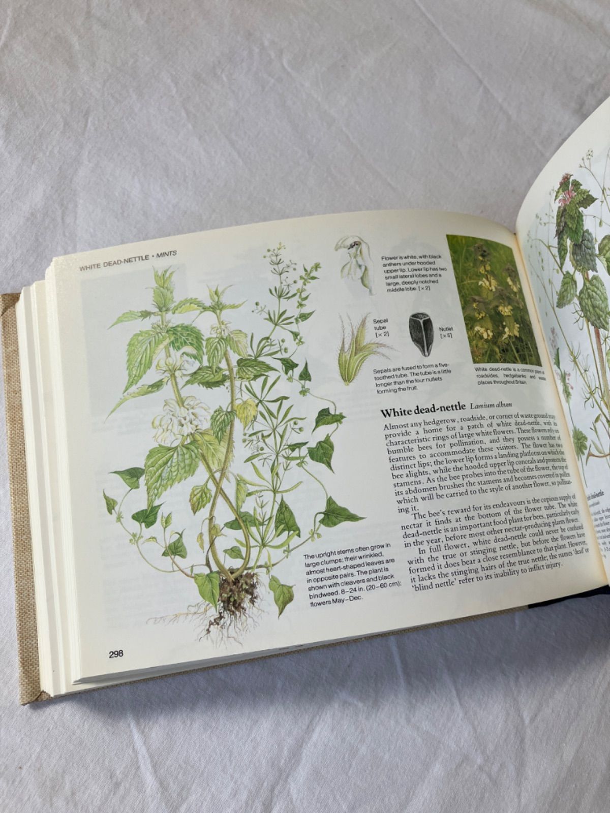 海外 ヴィンテージ洋書 FLOWERS 草花の図鑑 イギリス イギリス アンティーク ボタニカルアート / 植物画 クロッカスや