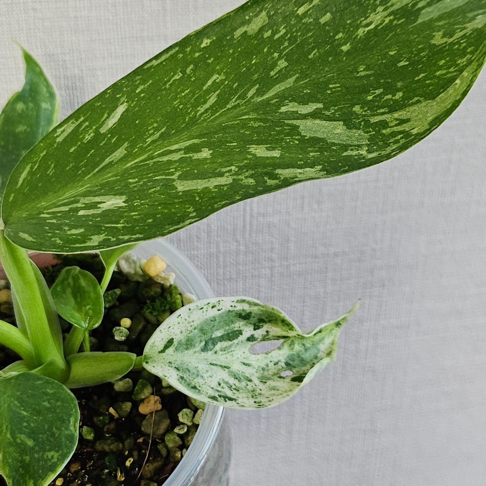 フィロデンドロン ジョセボーノ〕Philodendron Jose Buono 斑入り 観葉植物 - メルカリ