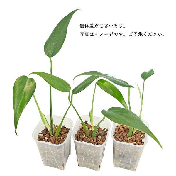 モンステラ バールマルクスフレーム 3.5号 ナロー Monstera