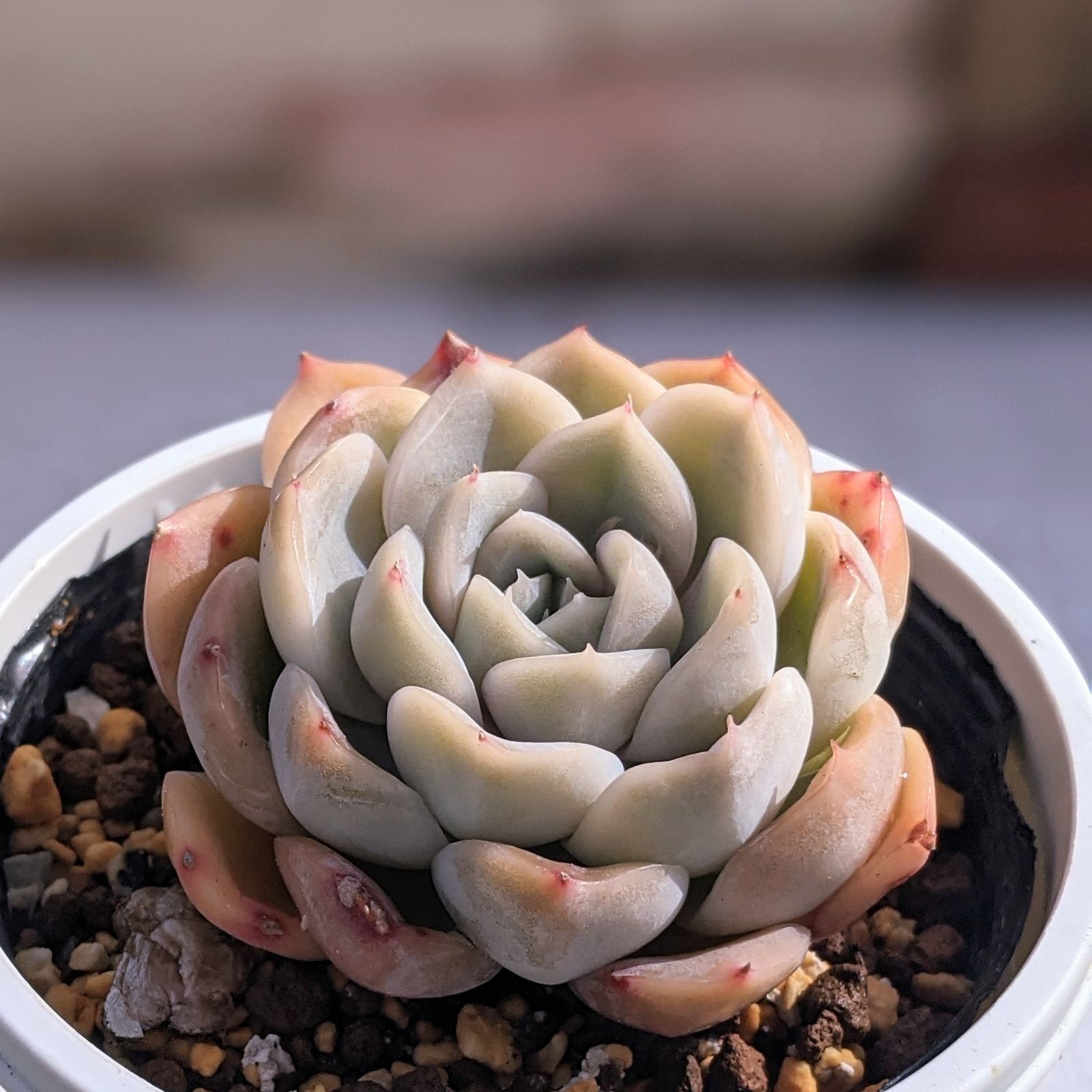 ヒアリナ×ラウイ 多肉植物 抜き苗 エケベリア - メルカリ