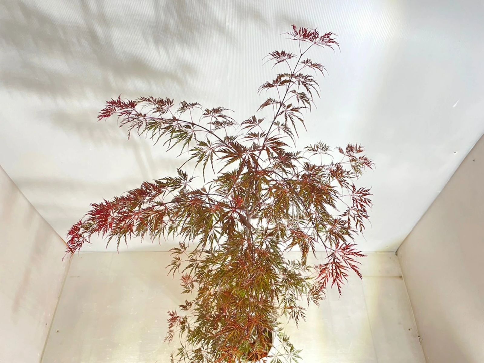 紅葉する木