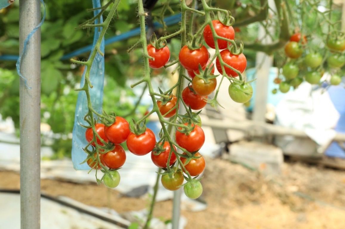 ミニトマト 9キロ 野菜 熊本 おやつ 弁当 おかず ミネラル リコピン