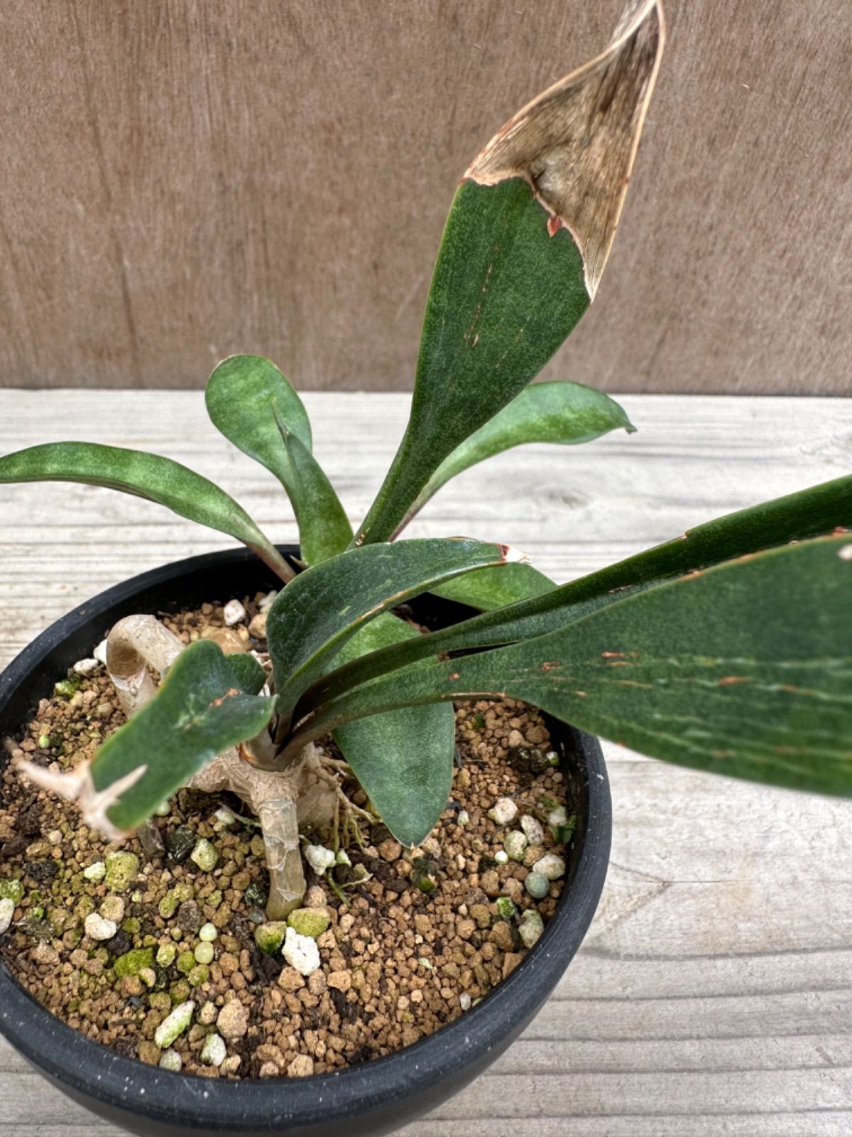 サンセベリア コンシンネ スプーンリーフ Sansevieria concinna spoon leaf サンスベリア コンシンナ スプーン リーフ  3号 現品 観葉植物 観葉 植物 珍奇植物 珍奇 珍しい レア 希少 多肉植物 インテリア プレゼント - メルカリ