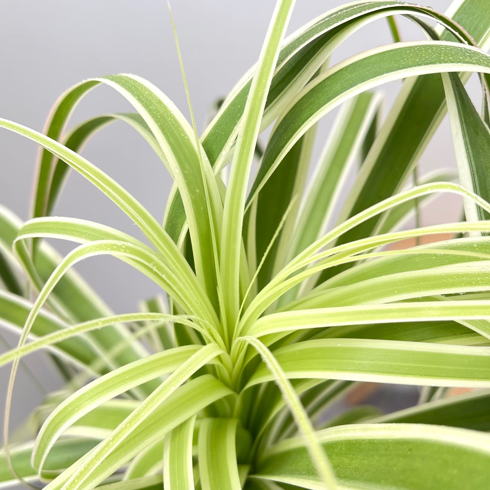 トックリラン ノリナ 斑入り【現品】☆希少☆ 観葉植物 室内 希少 斑入