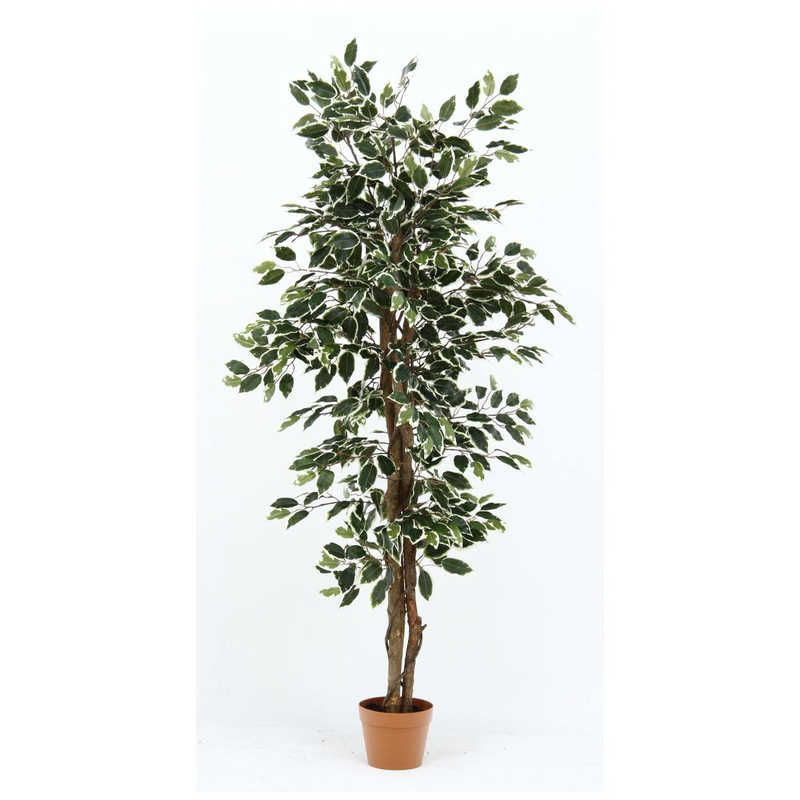 送料無料 ♥ 未開梱 不二貿易 観葉植物 フィカス 690 B 52663