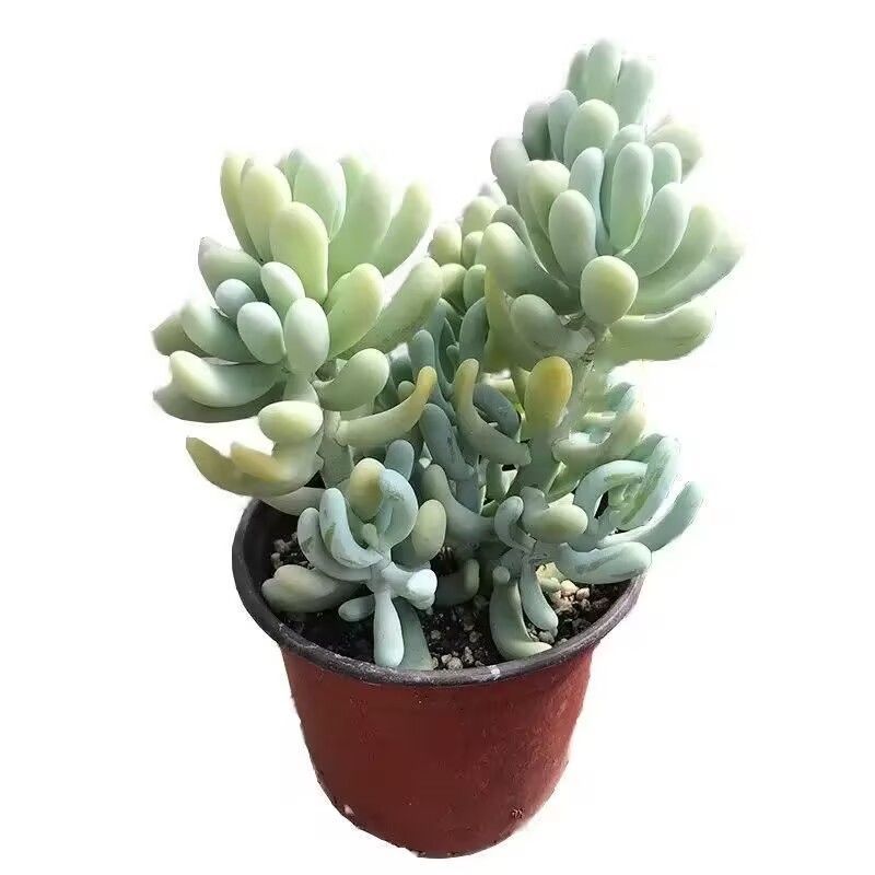 メルカリ便発送☆多肉植物 アロエ属 悪の女王(ちょび根苗です) メルカリ便発送☆多肉植物 アロエ属 悪の女王(ちょび根苗です