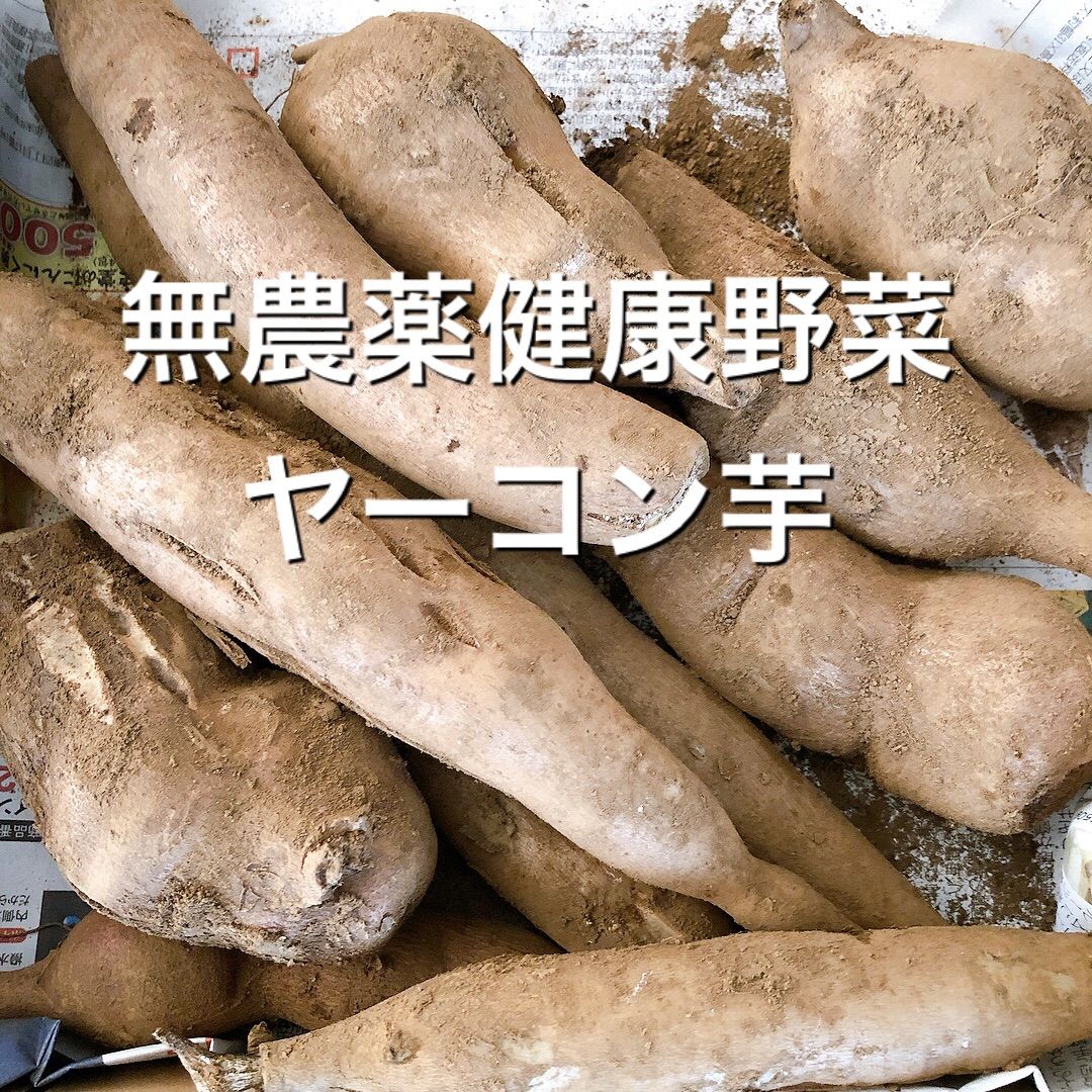 菊芋 20kg - 野菜