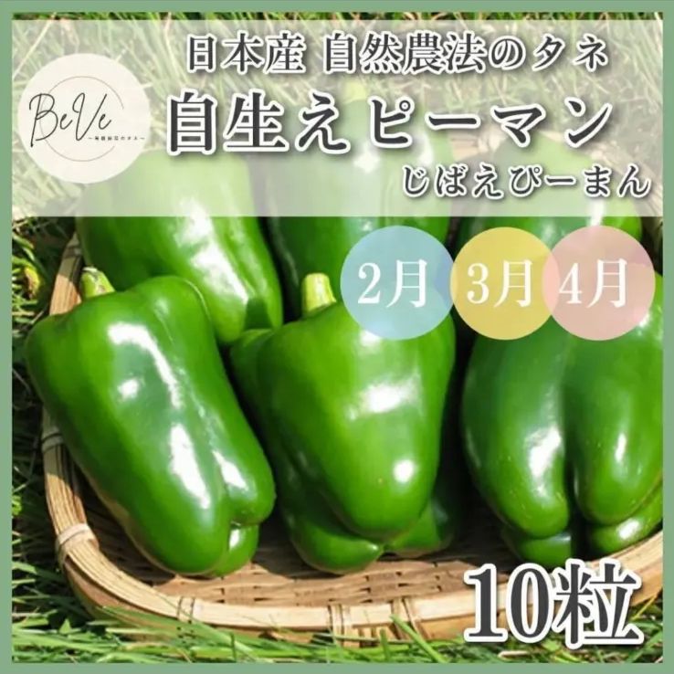 野菜の種 たね 自生えピーマン じばえぴーまん ピーマン ぴーまん 2月