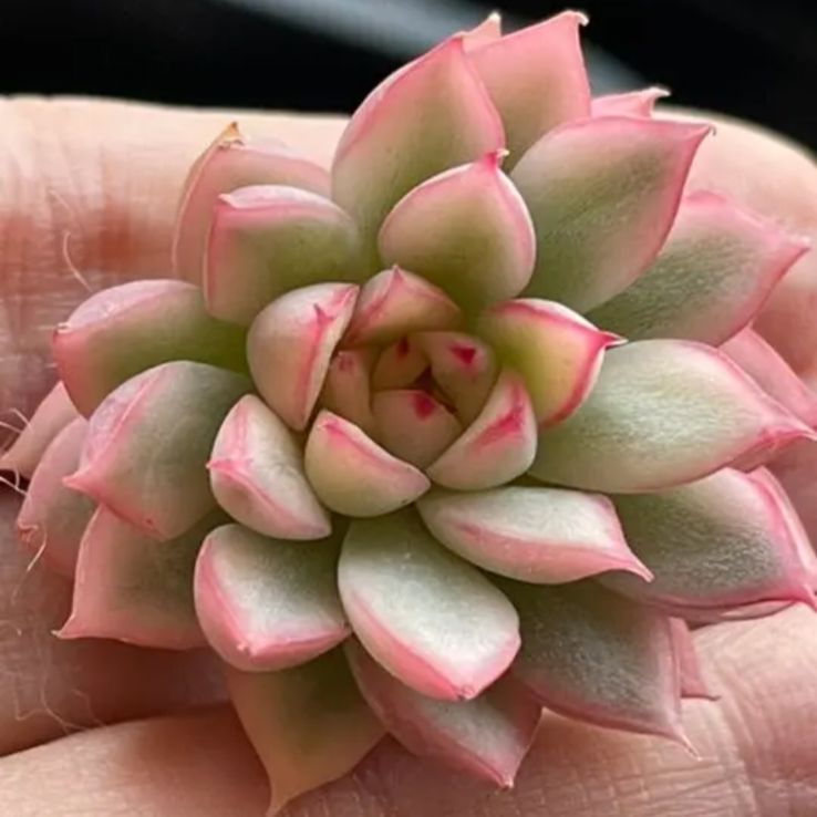 メルカリ便発送&ロウルサンコさんラベル付き☆多肉植物ホリダ関上ホワイトマジョール メルカリ便発送&ロウルサンコさんラベル付き☆多肉植物ホリダ関
