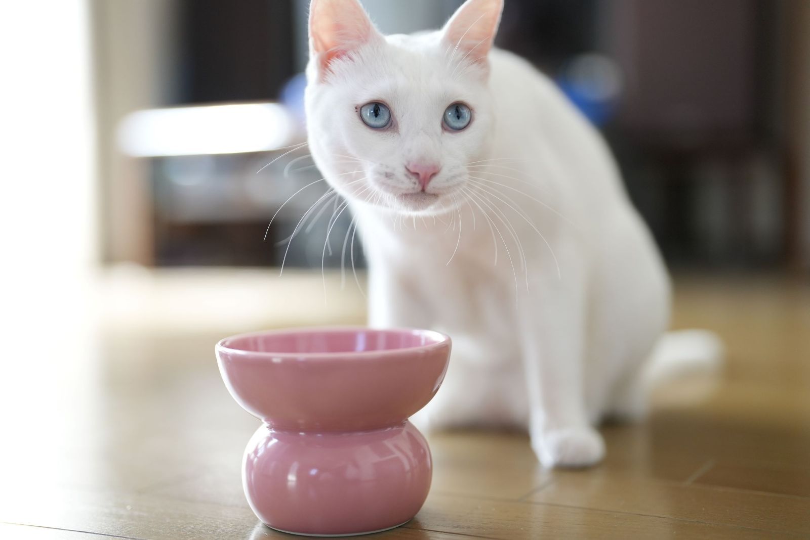 寵物碗 貓狗用