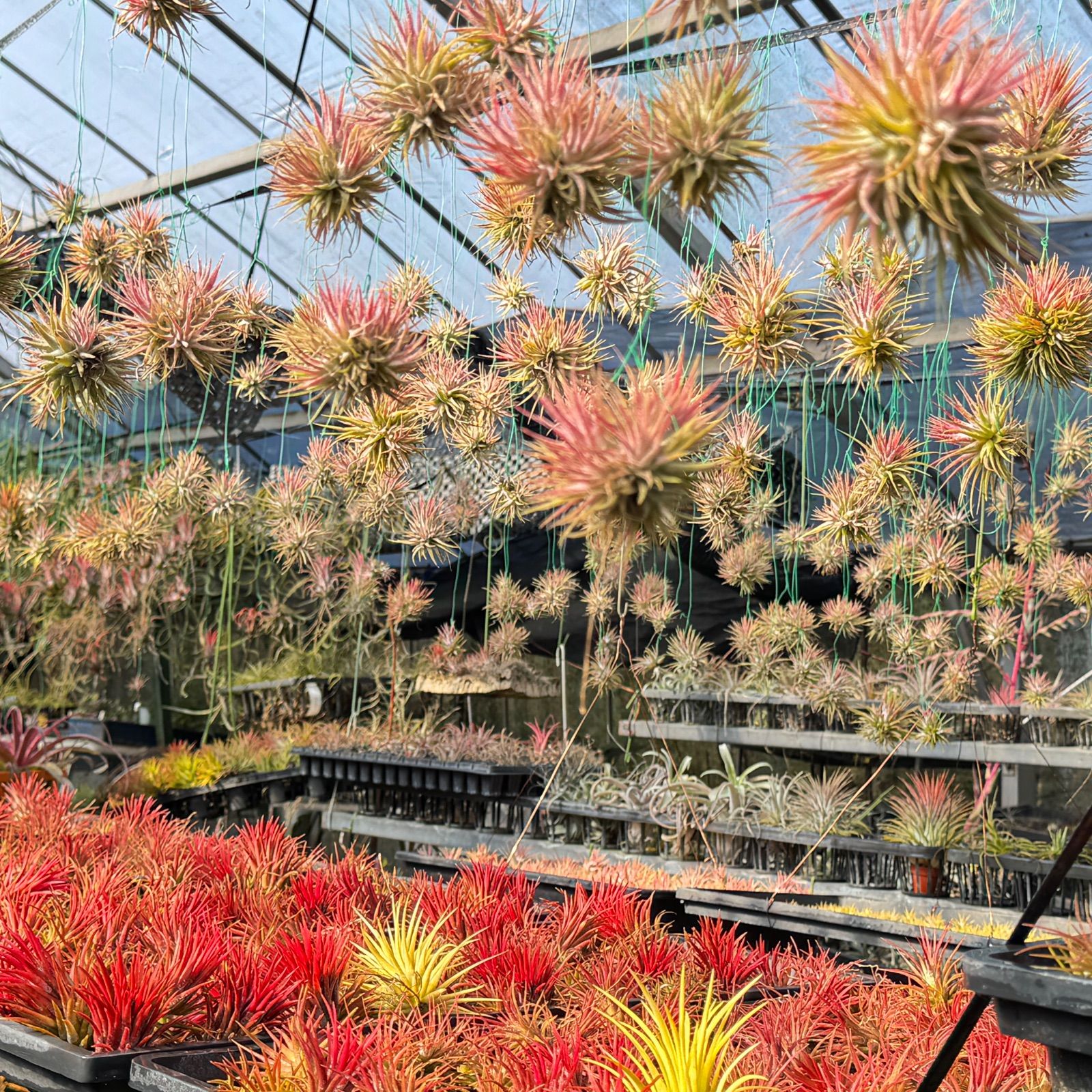 チランジア キセログラフィカ × ブラキカウロス Tillandsia