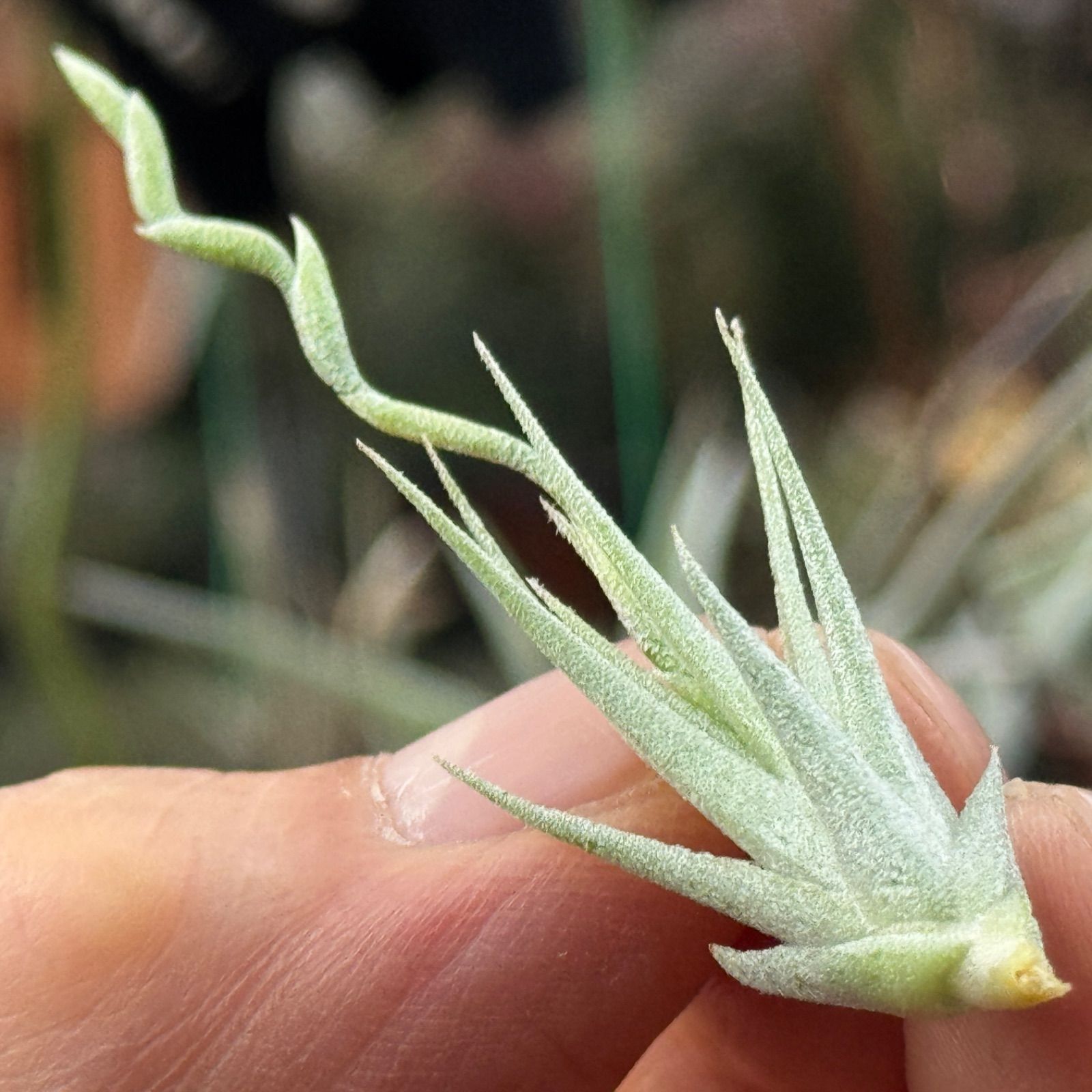 チランジア ロリアセア Tillandsia loliacea＊エアプランツ＠フラワー