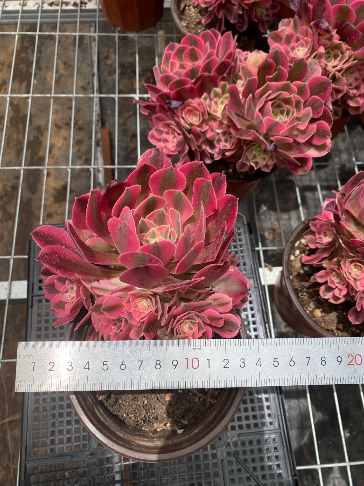 クラッスラ 紀の川錦 大小セット 多肉植物 クラッスラ | 多肉Garden