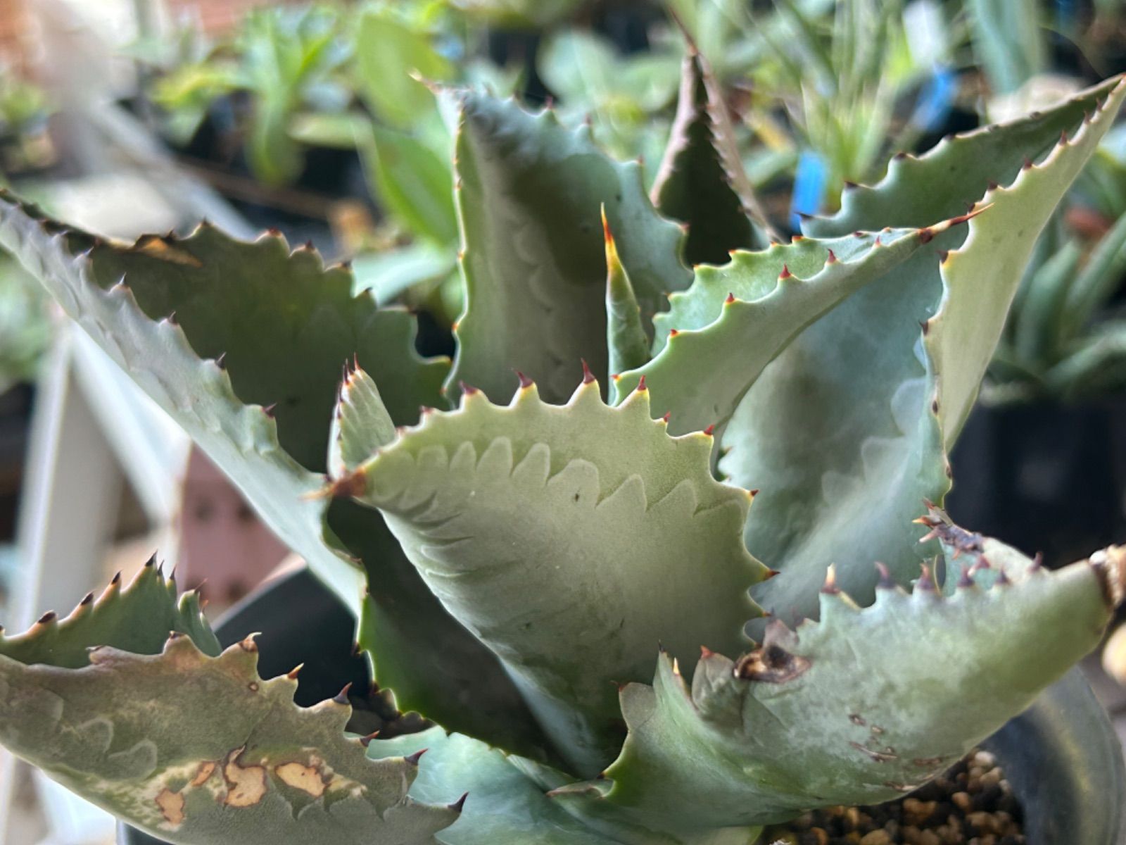 アガベ　ジプソフィラ✖︎ポタトラム　『ハイブリッド』　イシスメンシス アガベ ジプソフィラ✖︎ポタトラム 『ハイブリッド』 イシスメンシス