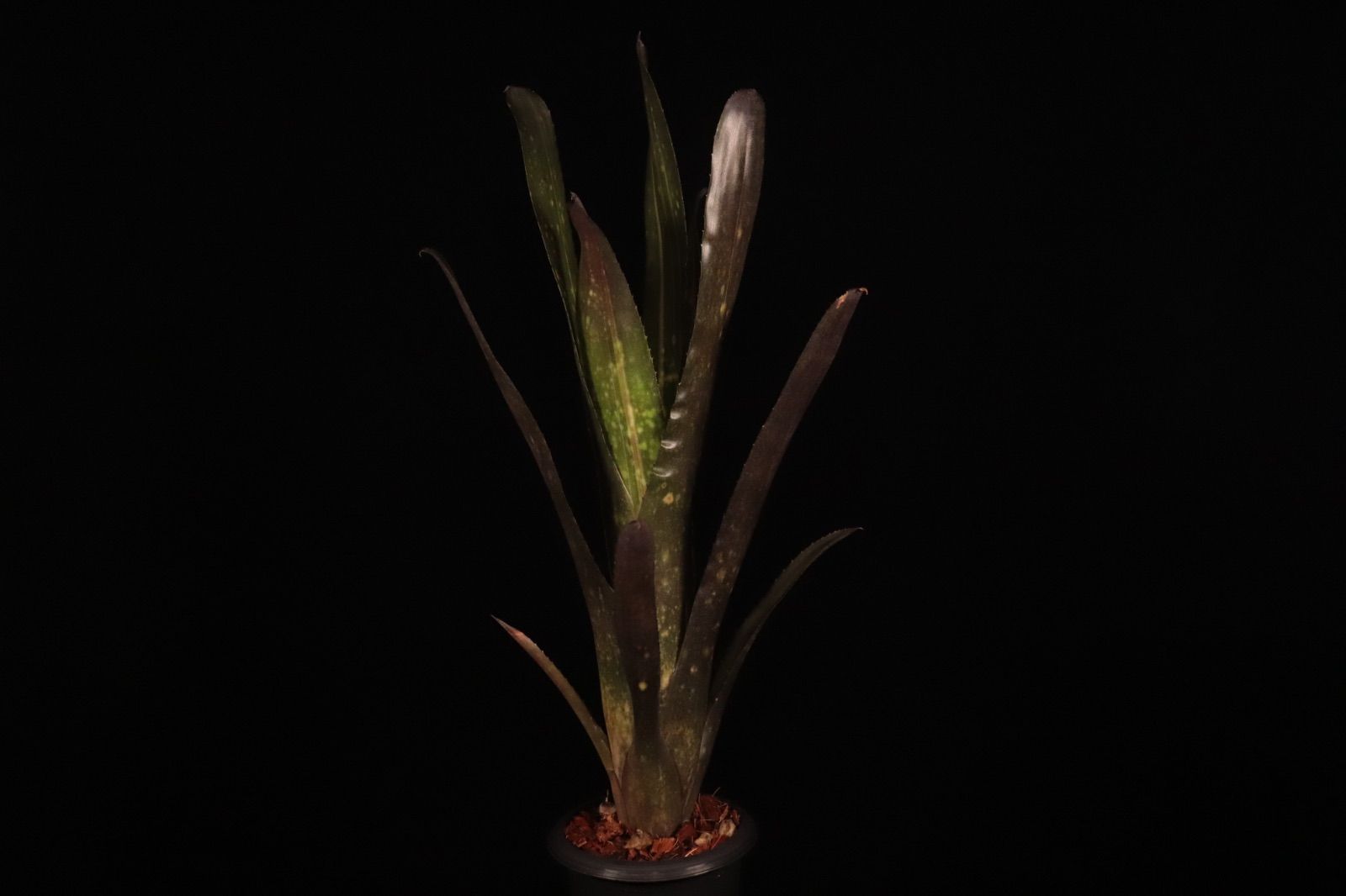 送料無料】Billbergia 'Arribella'〔ビルベルギア〕現品発送B300