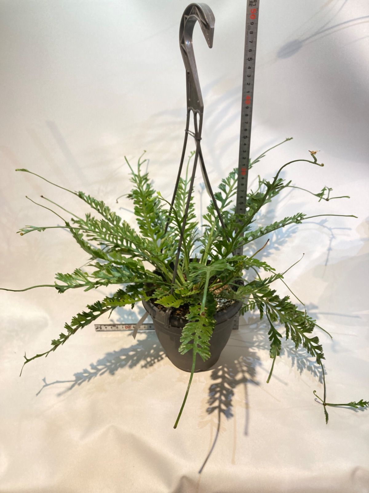 アスプレニウム・ケンゾイ - メルカリ