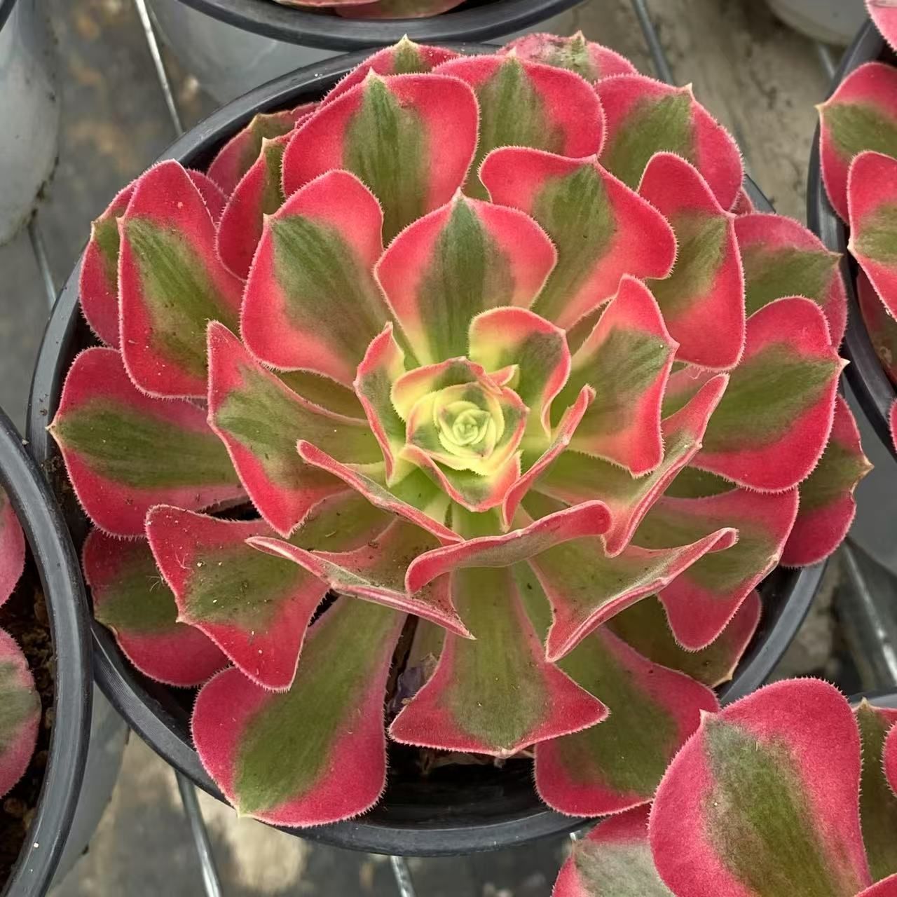 ZM1526×32 ピンクウィッチ 抜き苗 多肉植物 アエオニウム