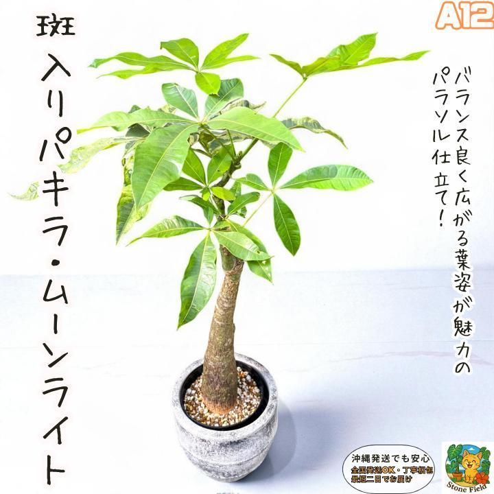 希少！パキラムーンライトA12・複数接ぎ木・枝分岐パラソル