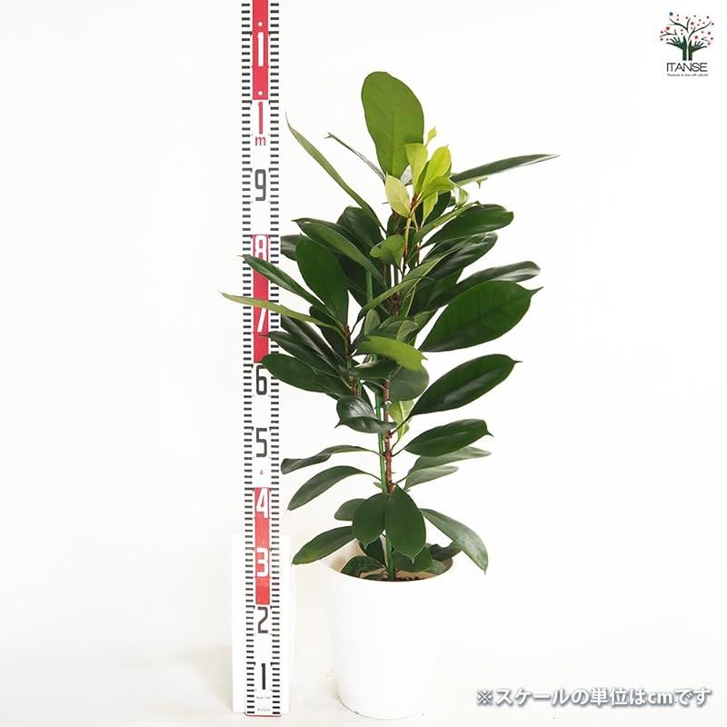 育てやすい観葉植物