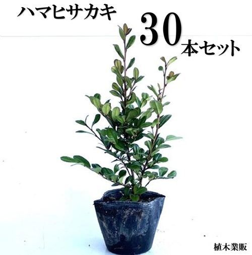 30本セット ハマヒサカキ樹高0.2m前後10.5cmポット