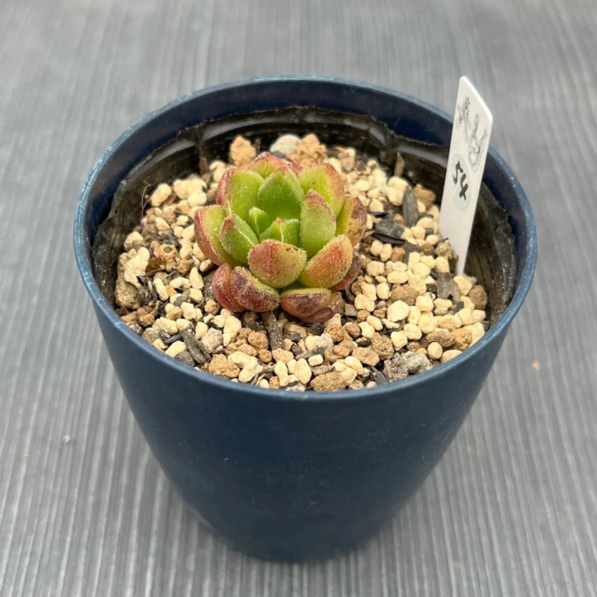 チュブス】☆多肉植物☆エケベリア☆カット苗☆ - メルカリ