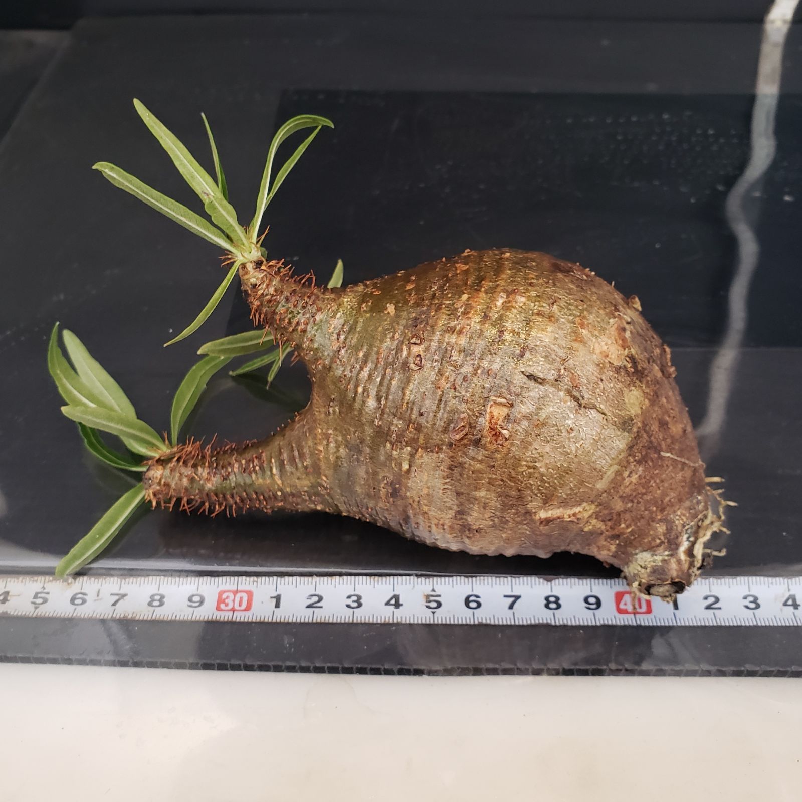 パキポディウム グラキリス イ4142 「現地株」パキポディウム グラキリス S 抜き苗【最新到着