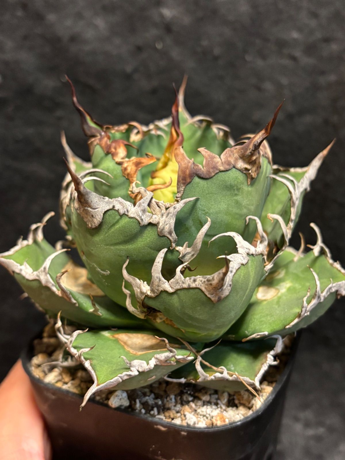 アガベ チタノタ シーザー 葉焼けあり屋外管理株 屋外管理株 - メルカリ