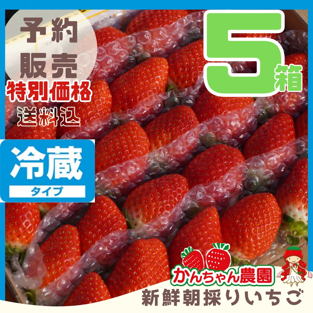 ⑤箱クール 5月分予約販売 新鮮朝採りいちご