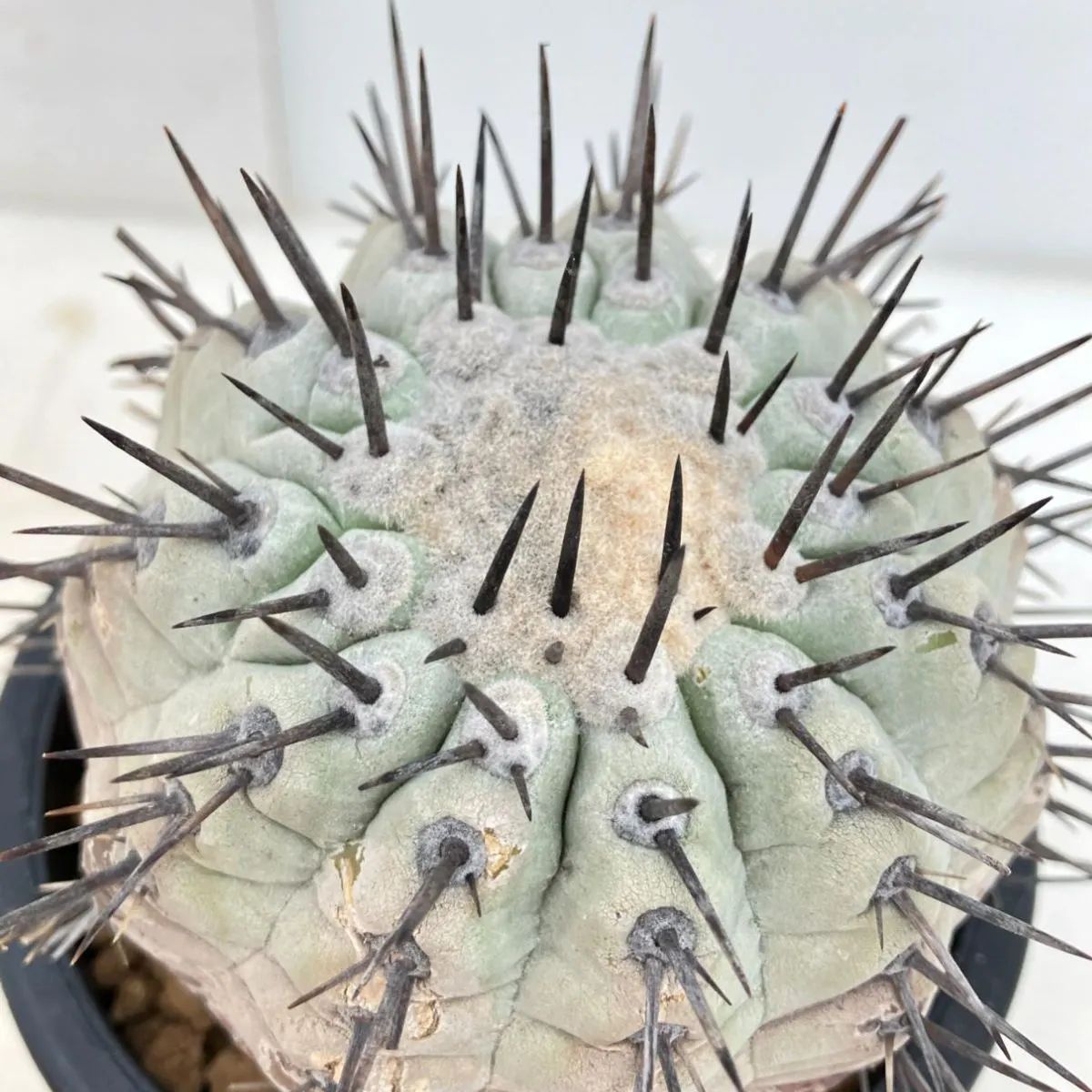 8574 「サボテン」コピアポア シネレア 黒王丸 植え【少し発根開始・多肉植物・Copiapoa cinerea・希少株・美株】 - メルカリ