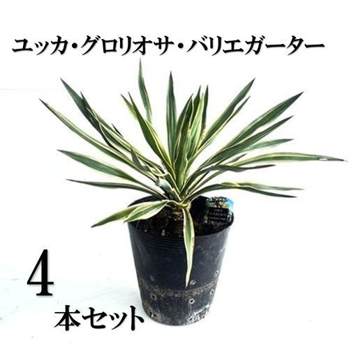 4本セット】ユッカ グロリオサ バリエガータ樹高0.3m前後21cm