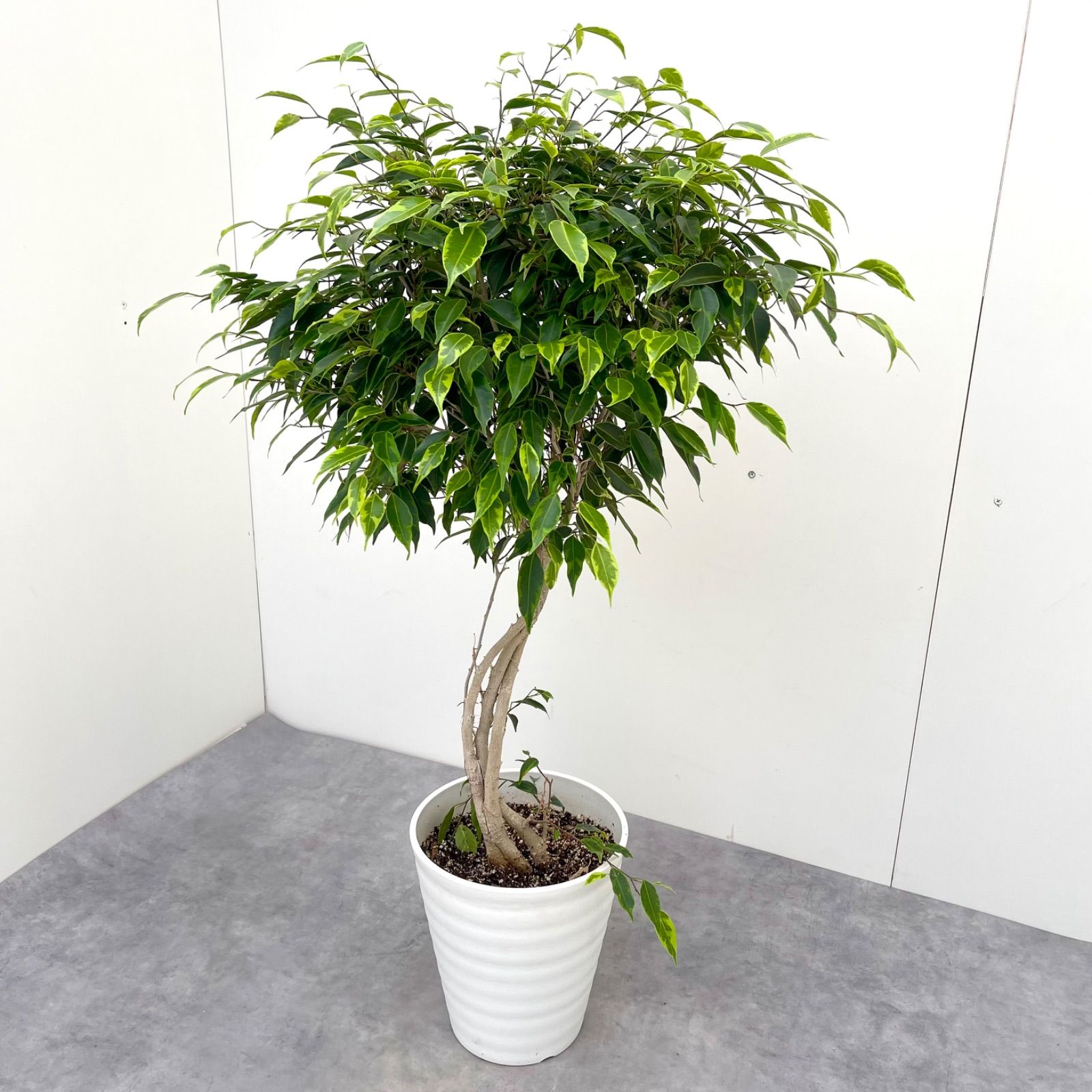 フィカス ベンジャミン ナターシャ【現品】☆希少☆ 観葉植物 室内