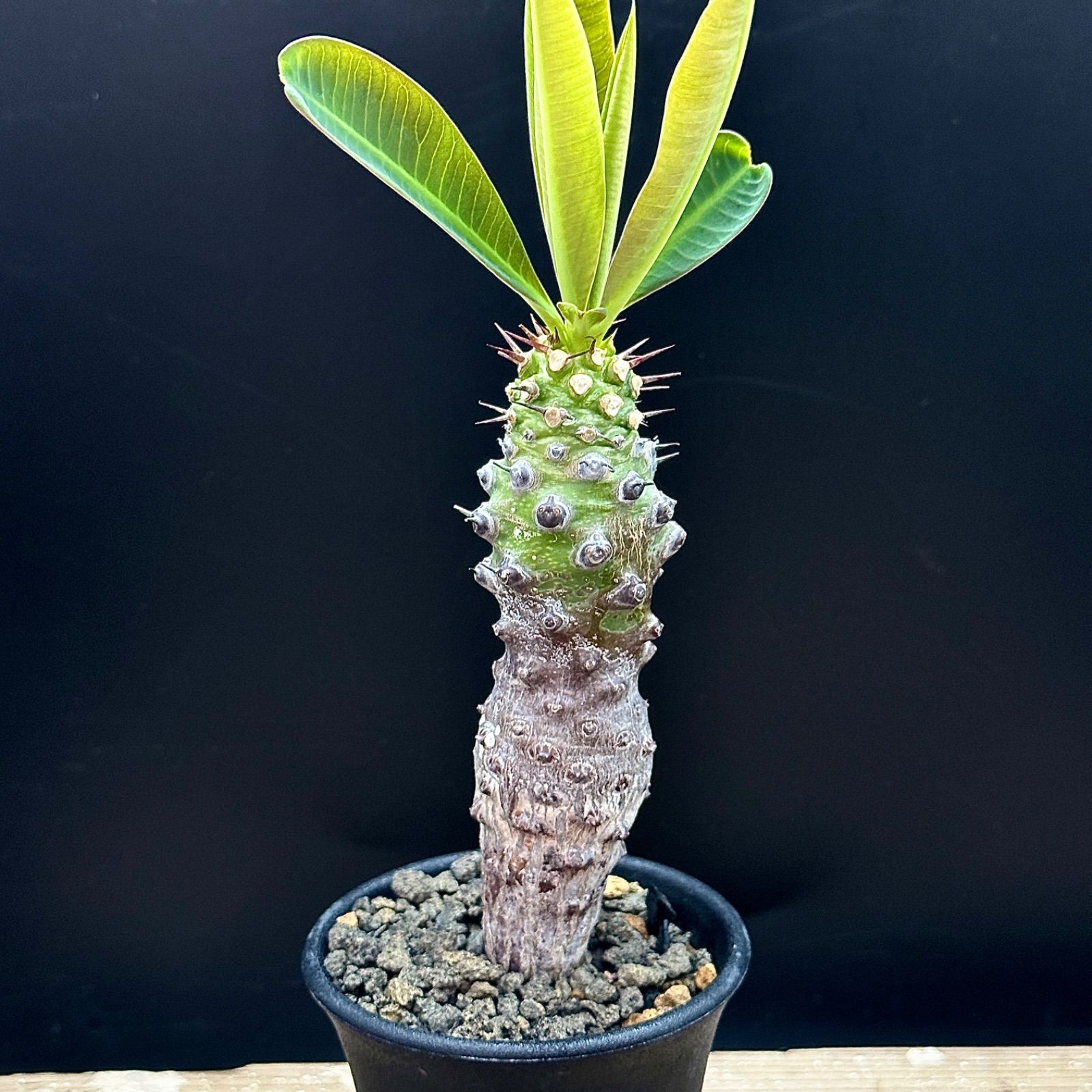 ユーフォルビア・パキポディオイデス 発根済み鉢付き 現地株