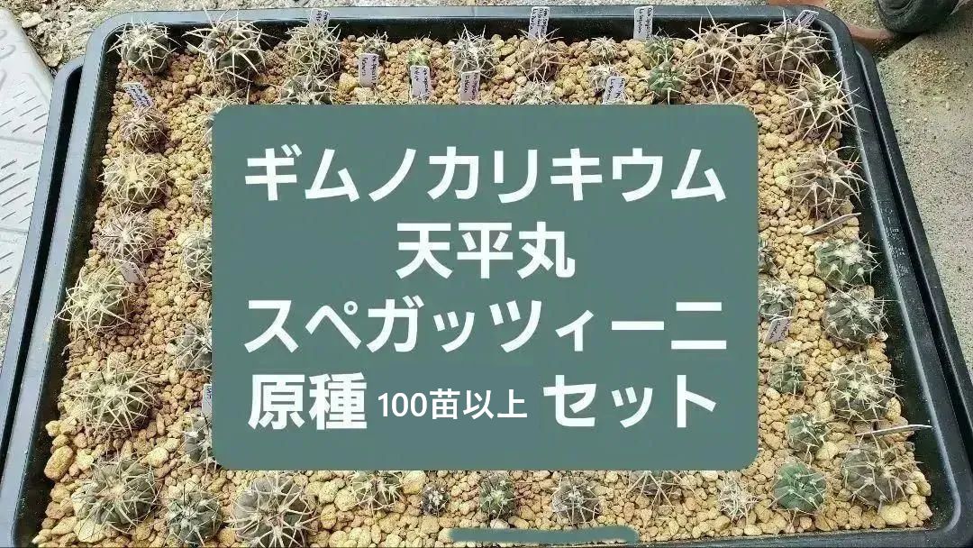 ギムノカリキウム スペガッツィーニ 天平丸 100苗以上セット