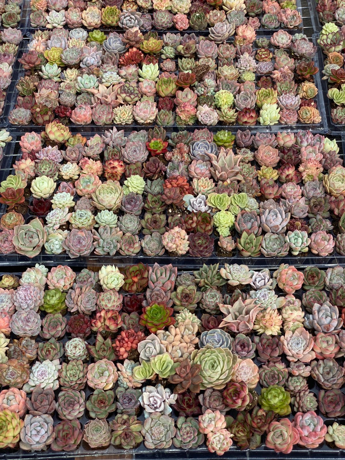 エケベリア 韓国苗