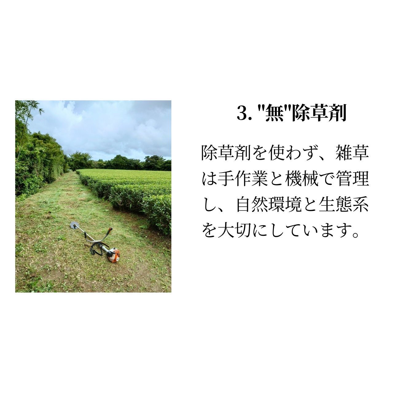 松下製茶 種子島の有機和紅茶ティーバッグ『やえほ』 40g(2.5g×16袋入り)
