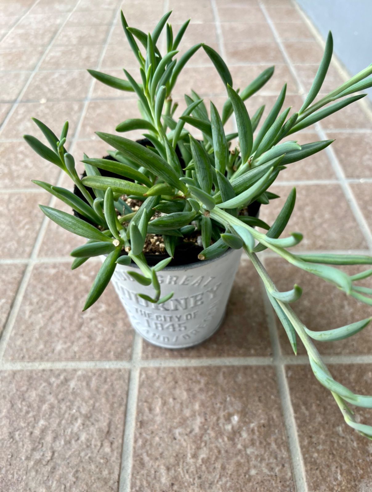 セネシオ　アーケリー　抜き苗 セネシオ アーケリー 抜き苗