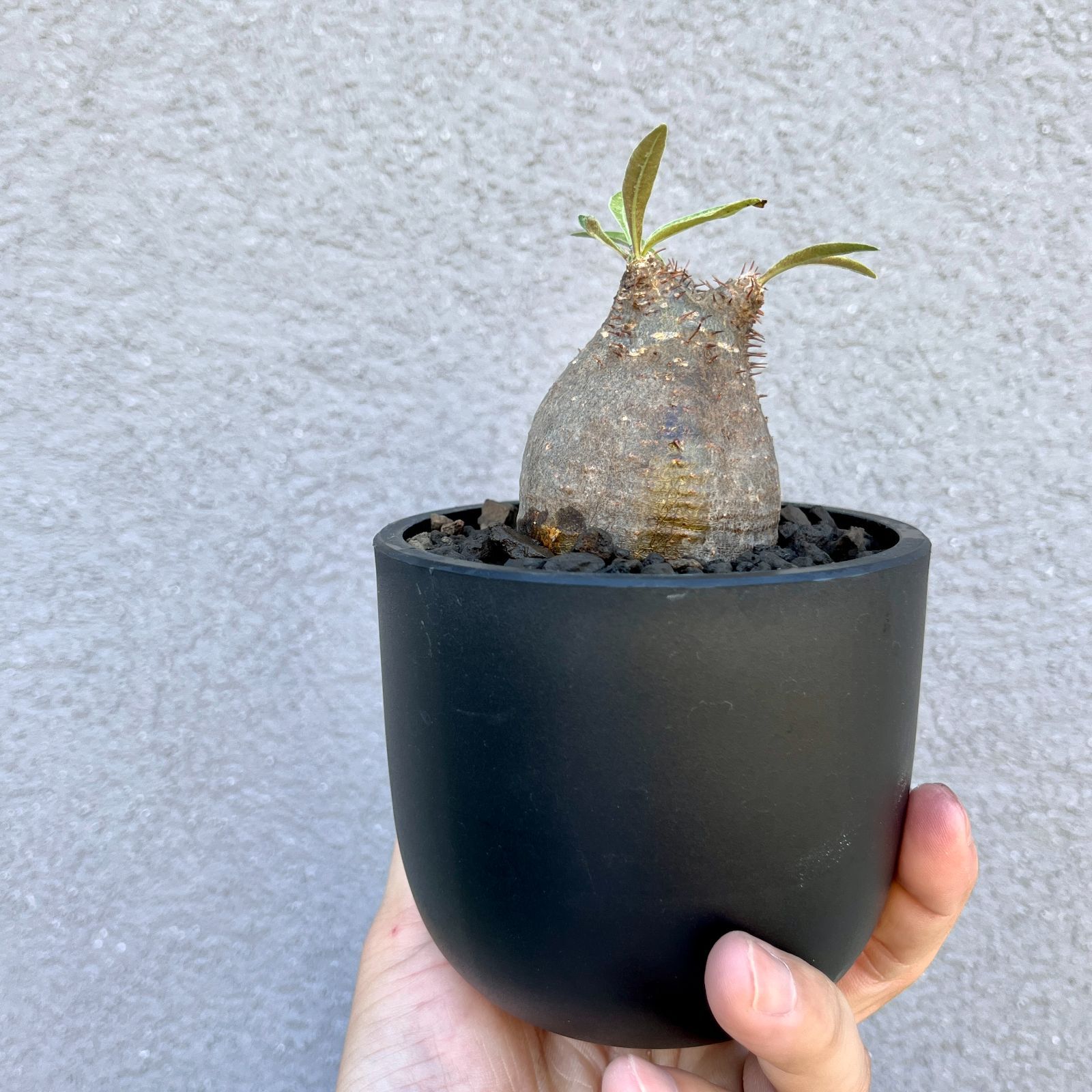 パキポディウム ロスラツム グラキリス「象牙宮」(現地球