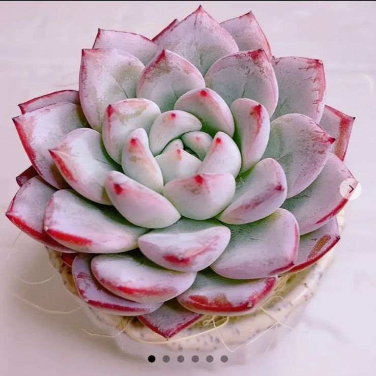 多肉植物 韓国苗 メメ様 メグ姐様専用❣タッチミー 多肉植物 韓国苗 大群生 - メルカリ