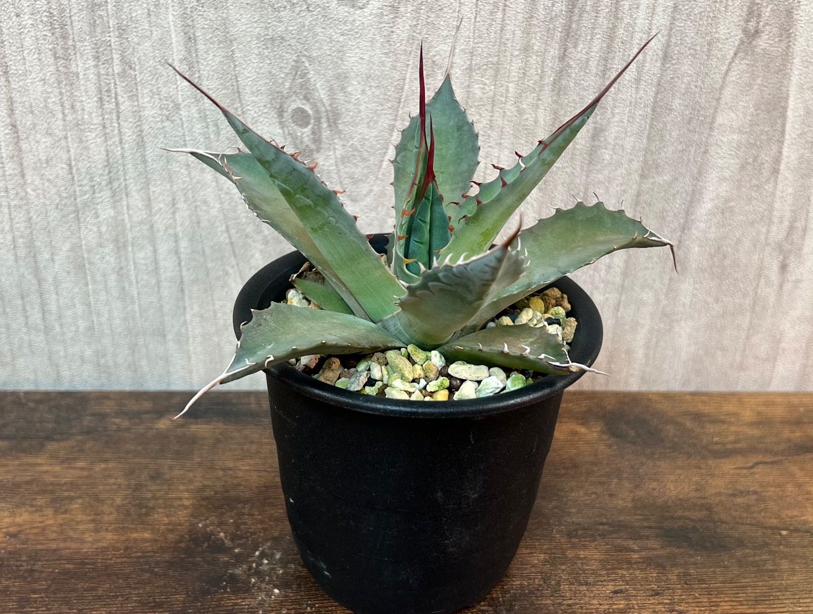 Agave/アガベ 'ShawParr' (Shawii x parrasana) シャウィー×パラサナ