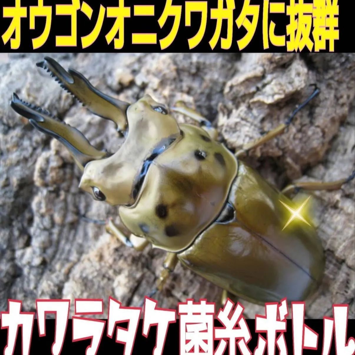 極上！カワラ菌糸瓶【8本】タランドゥス・オウゴンオニクワガタ
