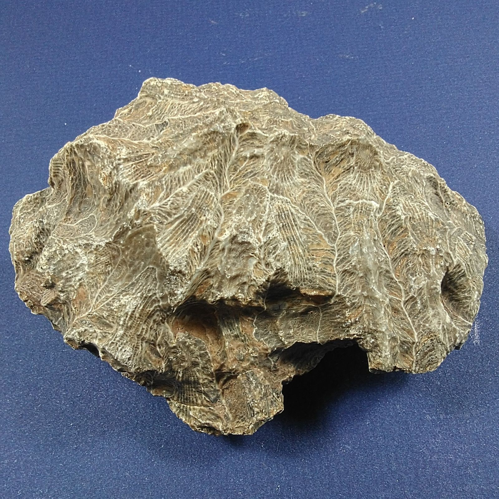 上質【四放サンゴ化石】モロッコ(産)・古生代・デポン紀（約4億1600万
