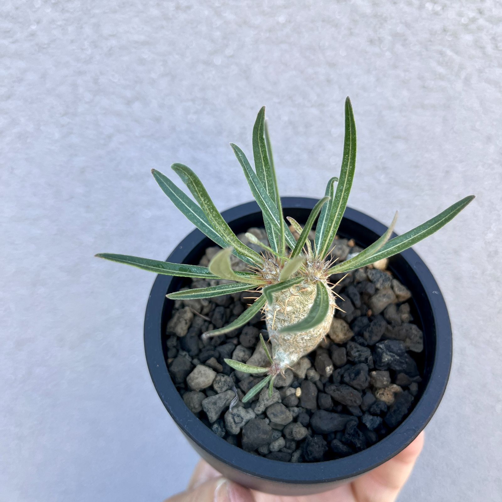 パキポディウム・グラキリス 実生株｜Pachypodium rosulatum var