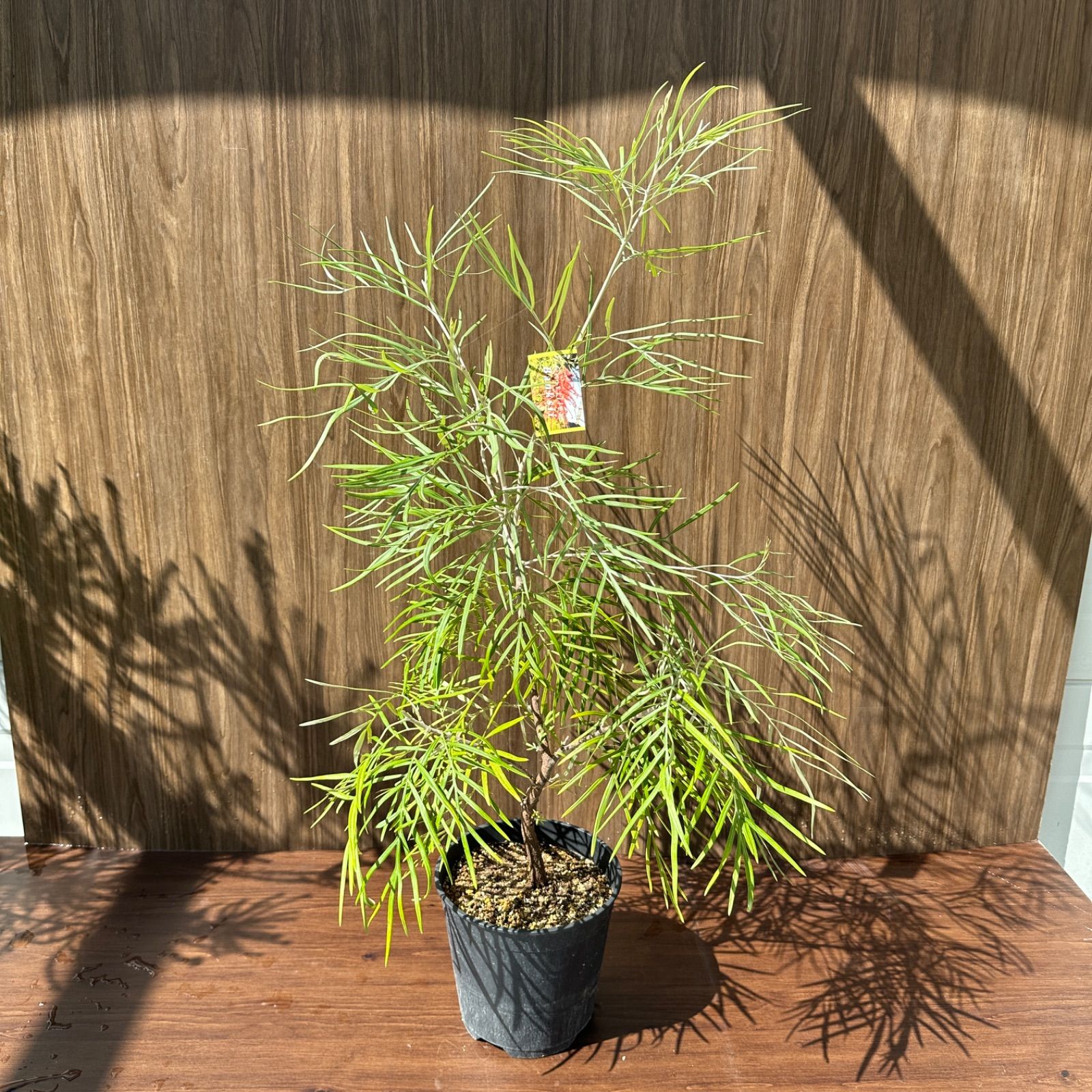 現品 ④ グレビ バンクシー 8号 オージープランツ