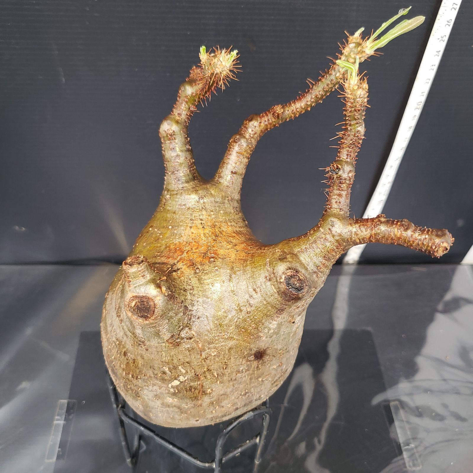N474【最新到着】Pachypodium グラキリス（M）（現地球・抜き苗