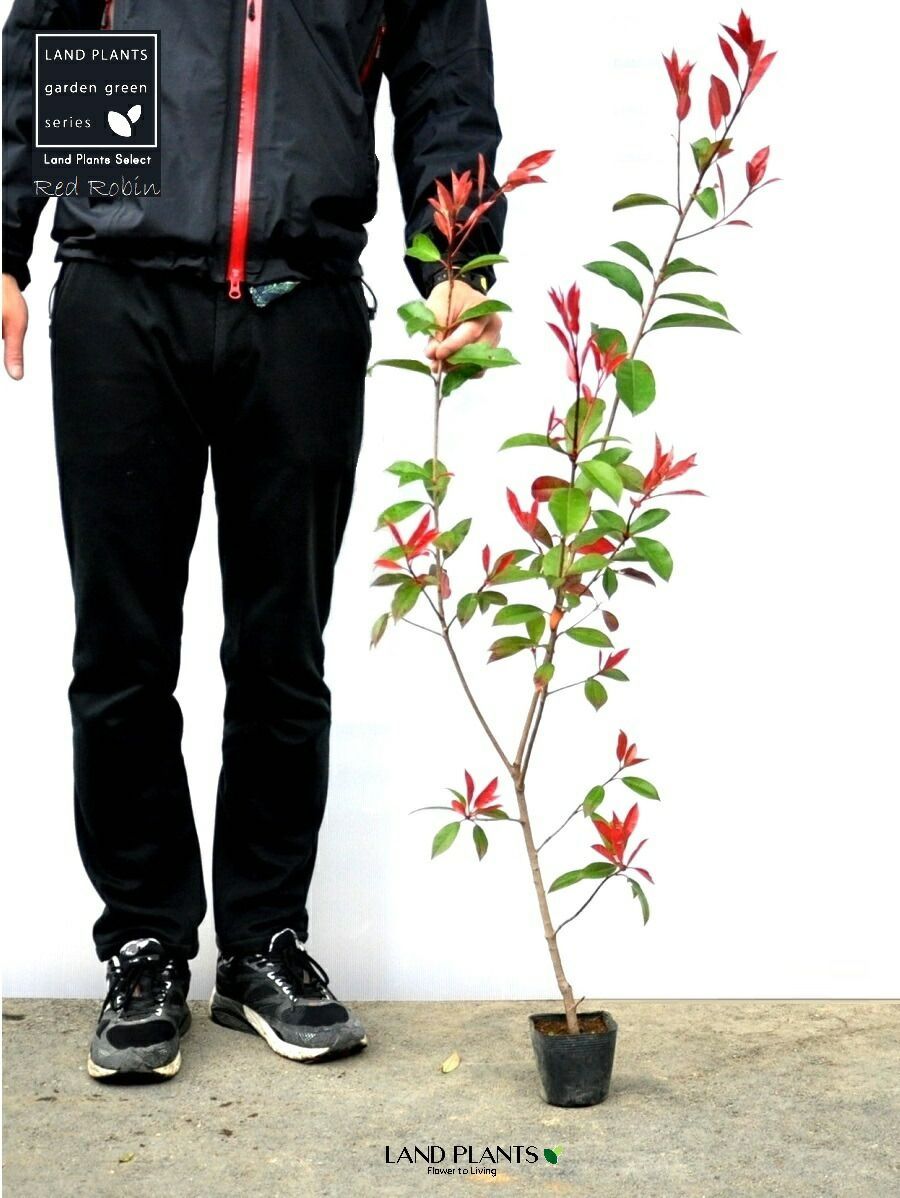 高さ90～110cm