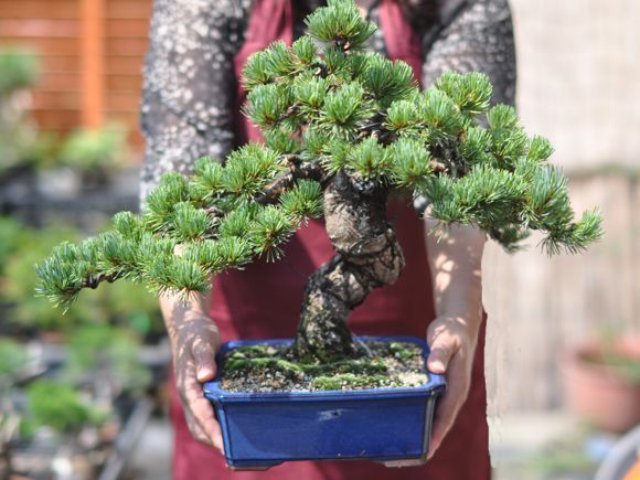 瑠璃ビョウタン大品盆栽です。圧巻太幹です。黒松、赤松、五葉松