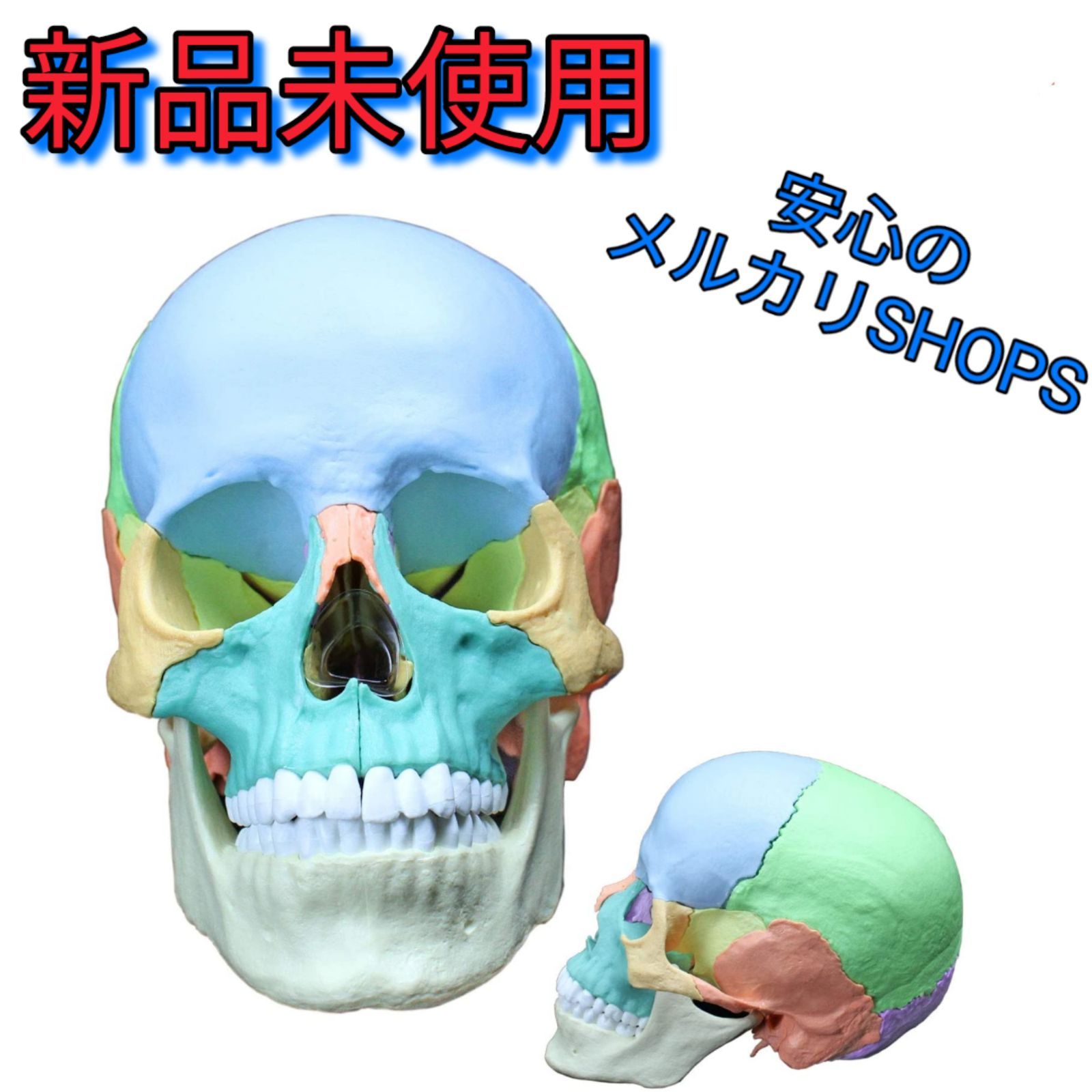 erler zimmer社　頭蓋骨模型　２２分割　マグネット式 頭蓋骨模型(22分割カラー・マグネット式) Erler Zimmer